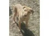Adopt JoJo a Golden Retriever