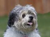 Adopt JIA JIA a BrownChocolate - with White Shih Tzu  Poodle (Mi