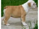 AKC English Bullldog puppy for sale