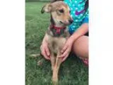 Adopt Kayla a TanYellowFawn - with White Beagle  Labrador Retrie
