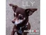 Adopt Lily (Courtesy Post) a BrownChocolate - with Tan Miniature