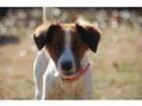 Adopt Mariposa (Has application) a White - with Tan Yellow or Fa