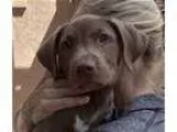 Adopt Dolly s puppy-Penny Lane a Labrador Retriever