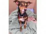 Adopt Trace - Adopted a Collie Labrador Retriever