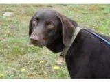 Adopt Woody a BrownChocolate Labrador Retriever  Mixed dog in Bu