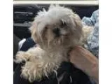 Adopt Millie Rose a White Shih Tzu  Mixed dog in Clarkston MI (1