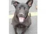 Adopt Abby a Labrador Retriever
