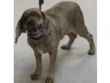 Adopt Jasper a BrownChocolate Cocker Spaniel  Mixed dog in Kanna