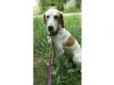 Adopt Gordie a White - with Tan Yellow or Fawn Pointer  Hound (U
