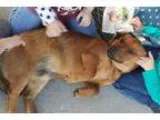 Adopt Ralf a Dachshund Beagle