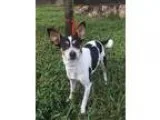Adopt Jewel a Tricolor (TanBrown and Black and White) Toy Fox Te