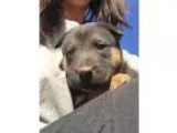 Adopt Matty a Shepherd Rottweiler