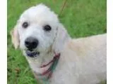 Adopt WINSTON a White Poodle (Miniature)  Mixed dog in Monroevil