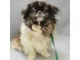 Adopt Oreo a Pekingese Japanese Chin