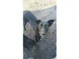 Adopt Roxy a German Shepherd Dog Black Labrador Retriever