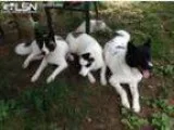 Adopt DOGS LOST - HILHAM TN a Akita