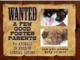 Adopt NEED FOSTERS a Golden Retriever