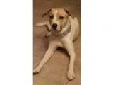 Adopt Koda a White - with Tan Yellow or Fawn Hound (Unknown Type