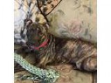 RESULTS DOG TRAINING