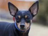 Adopt TIT-BOUT a Black - with Tan Yellow or Fawn Miniature Pinsc