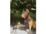 UKC Reg. Pitbull pups