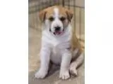 Adopt Crocus Flower a Husky Shepherd