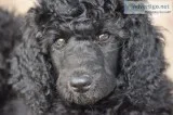 Black Standard Poodle Puppy For Sale (Female)