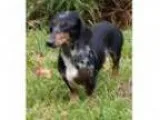 Adopt Charlie Chateau a Dachshund