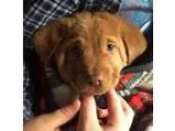 Adopt Ichabod a Golden Retriever Hound