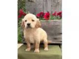 Ydrtnjsx Golden Retriever Puppies for sale
