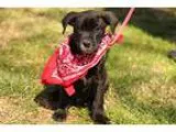 Adopt Drake a Black - with White Labrador Retriever  Mixed dog i