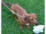 June - Female Australian Cattle DogShepherd (Unknown Type)