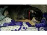 Adopt Molly aka Bernice a Miniature Pinscher