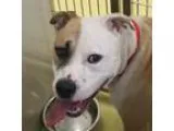 Adopt Boston a White American Pit Bull Terrier  Mixed dog in Wic