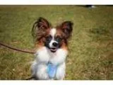 Adopt Quinton a Papillon
