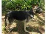 Adopt Kilo a German Shepherd Dog  Mixed dog in Riverview FL (155