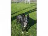 Adopt Chase ADOPTED a Border Collie