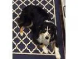 Adopt Scout a Australian Shepherd
