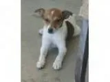 HONEY - Female Staffordshire Bull Terrier Mix