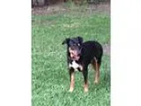 Adopt A372244- Austin a Rottweiler
