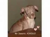 Adopt Bucky a Rat Terrier