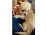 Adopt Tulip a TanYellowFawn Brussels Griffon  Cairn Terrier  Mix