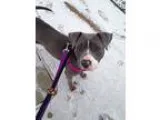 Adopt Krewe a Pit Bull Terrier  Mixed dog in St. Louis MO (14940