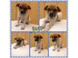 Adopt Buck a Australian Cattle Dog (Blue Heeler) Boxer