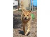 Adopt Scrappy a Golden Retriever