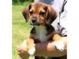 Adopt Flynn a Tricolor (TanBrown and Black and White) Beagle  Pu