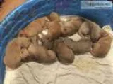 Golden Retriever Puppies