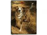 Adopt Reggie a Brindle - with White Collie  Mixed dog in Chester