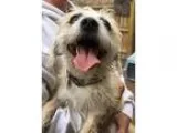 Adopt Lady Alice a White Poodle (Miniature)  Shih Tzu  Mixed dog
