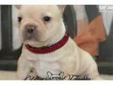 Maine Coon Female Kitten